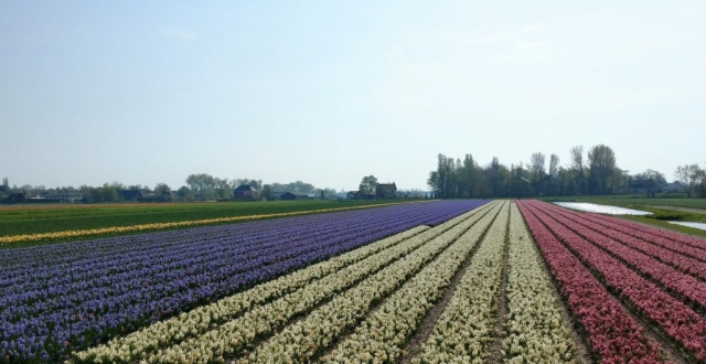 Tulips in Holland with out Keukenhof