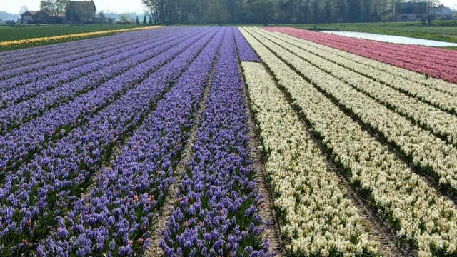 Tulips in Holland with out Keukenhof