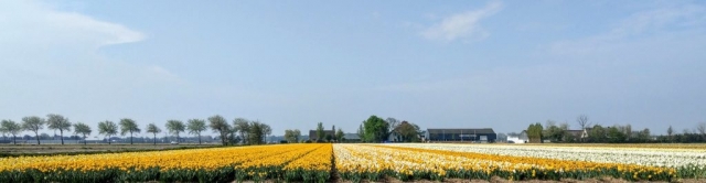 Tulips in Holland with out Keukenhof