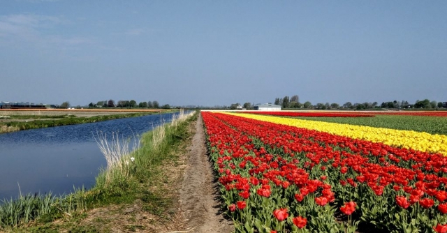 Tulips in Holland with out Keukenhof