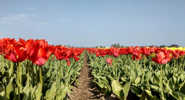 Tulips in Holland with out Keukenhof