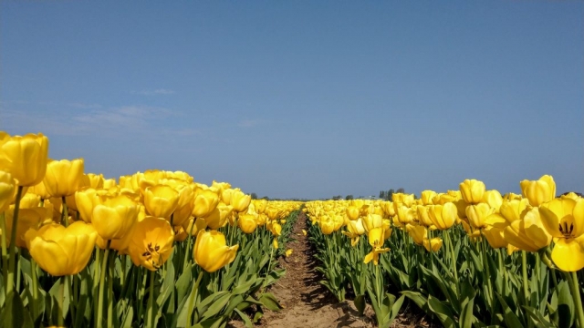 Tulips in Holland with out Keukenhof