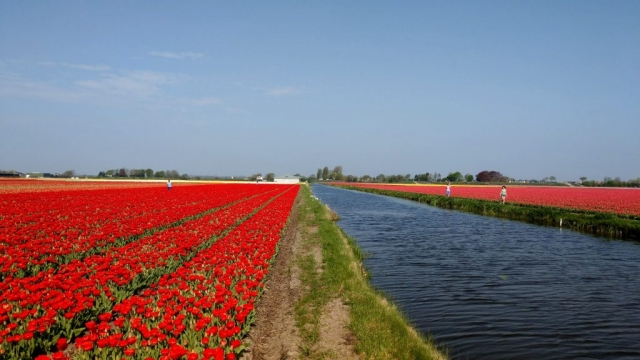 Tulips in Holland with out Keukenhof