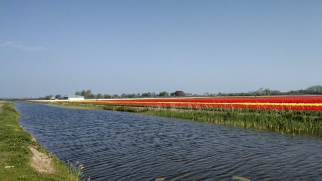 Tulips in Holland with out Keukenhof