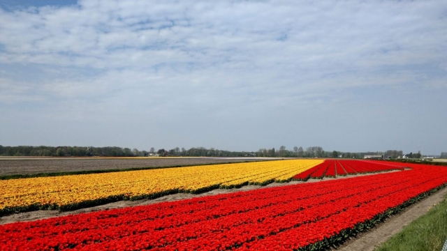 Tulips in Holland with out Keukenhof