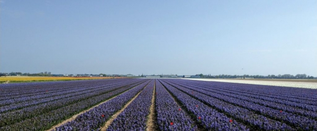 Tulips in Holland with out Keukenhof