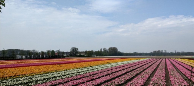 Tulips in Holland with out Keukenhof