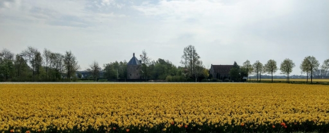 Tulips in Holland with out Keukenhof