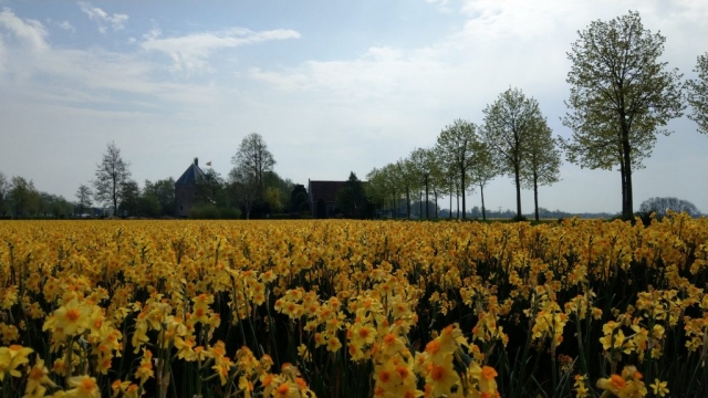 Tulips in Holland with out Keukenhof